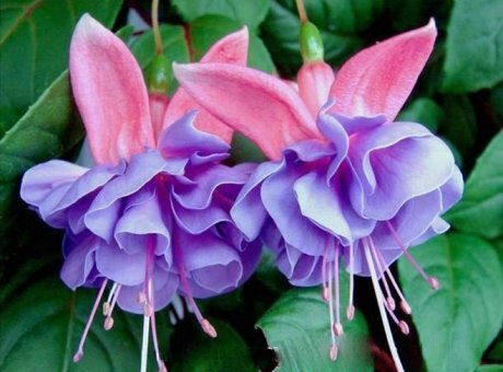 Химическое соединение Фуксин получило свое название благодаря схожести его растворов с оттенком цвета фуксии.