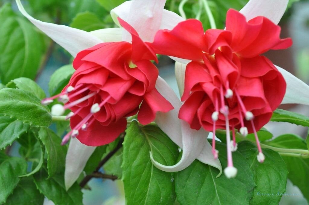 Королева 25 г ростова-на-дону. Королева 25/1 ростов на дону. Магазин беби люкс махачкала багатырева 32. Королева 25 ростов на дону. Королева 25 2.