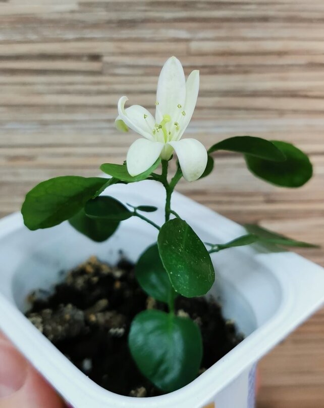 Муррайя зацветает очень рано, практически через несколько месяцев после всхода