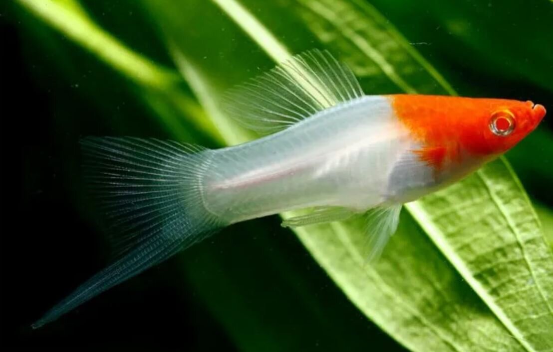 аквариумная рыбка рыбка меченосец. красный меченосец рыбка аквариумная. меченосец рыбка. меченосец рыбка. меченосец кубинский тукседо.