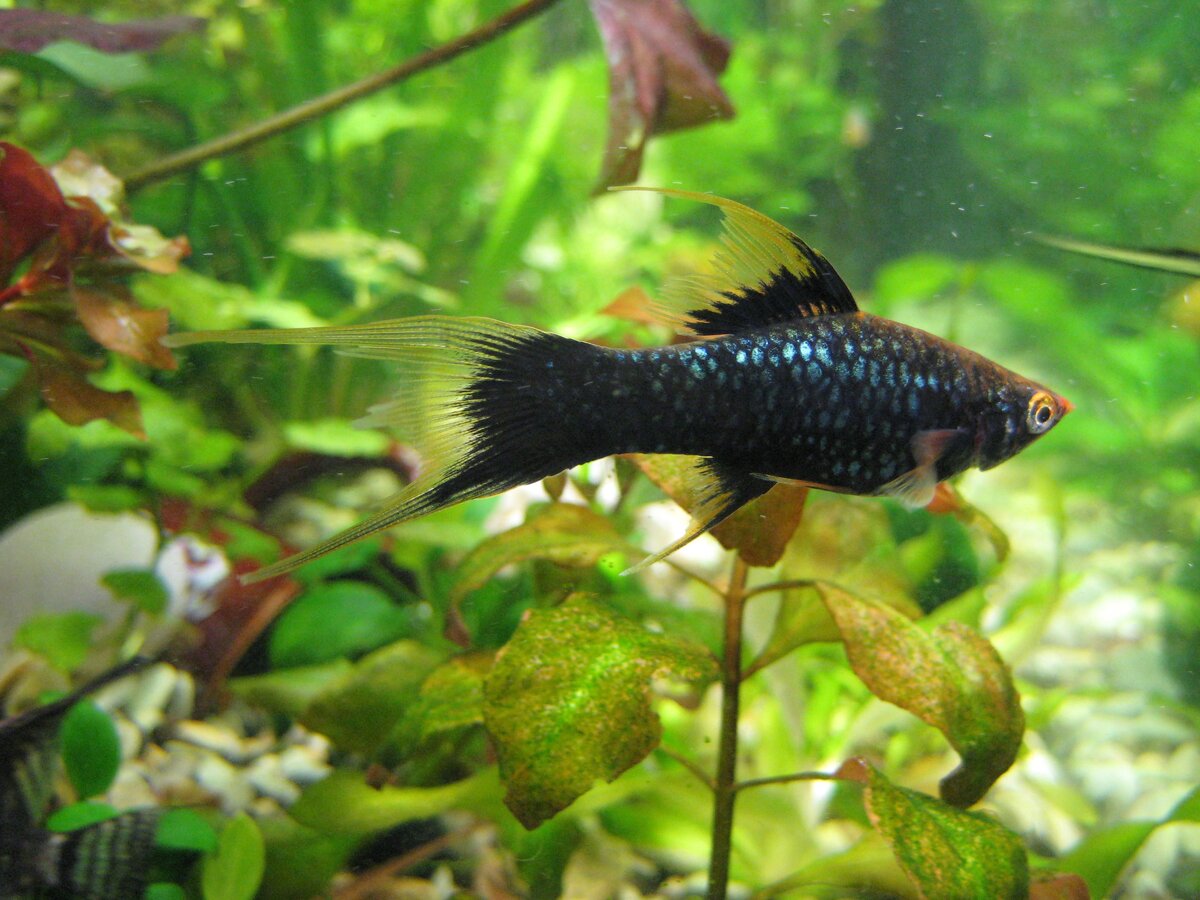 налет на аквариумной рыбке. болезни золотых рыбок. белый налет на плавнике аквариумной рыбки. меченосец колумнариоз болезнь. пецилия плавниковая гниль.