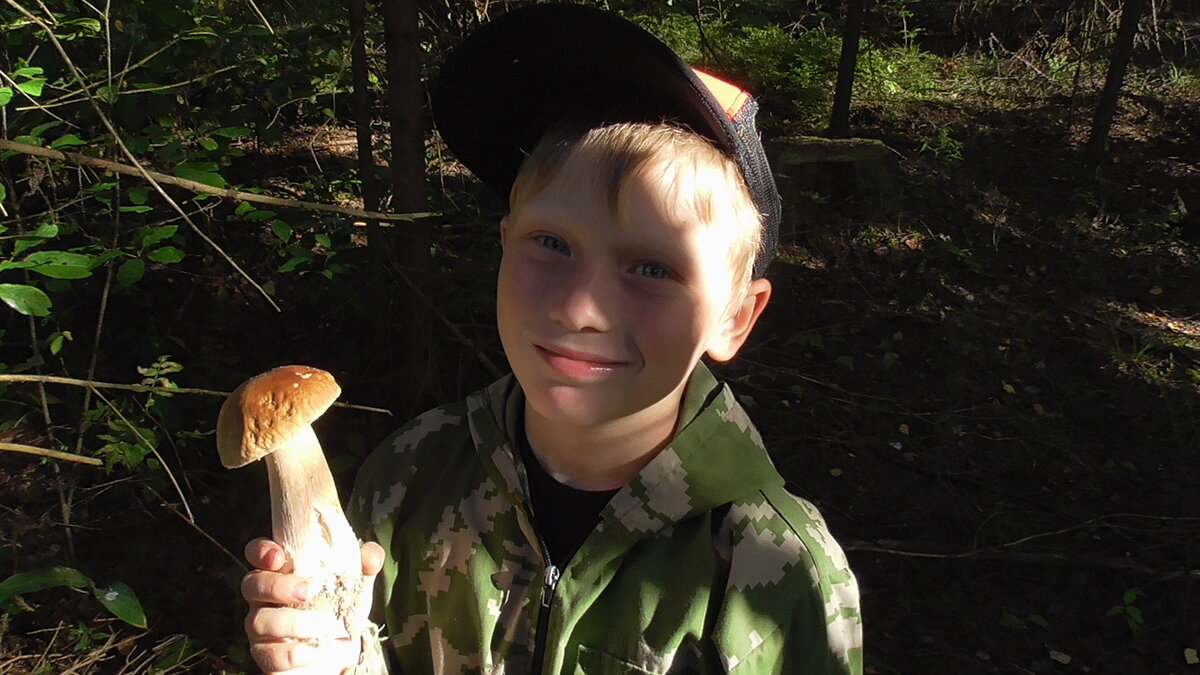 Срезайте грибы ножом. Срезать грибы во сне. Срезать грибы во сне. Срезать грибы во сне. Сбор грибов в лесу ,во сне.