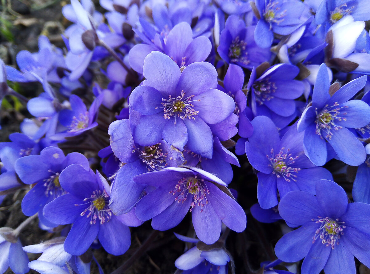 Печеночница