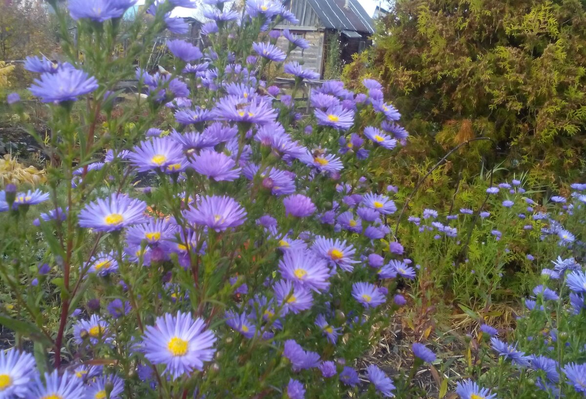 Iсиний цвет в психологию. Голубые розы стихи. Синие розы что символизируют. Цветок означающий мудрость. Синяя роза на языке цветов.