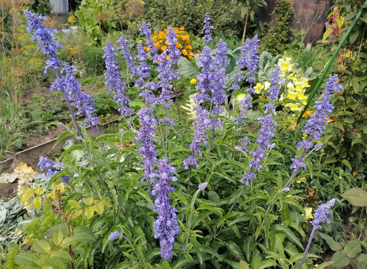 кроссворд цветы. сканворды о цветах. кроссворд комнатные растения с ответами. цветок нигелла дамасская. цветы синие лапки.