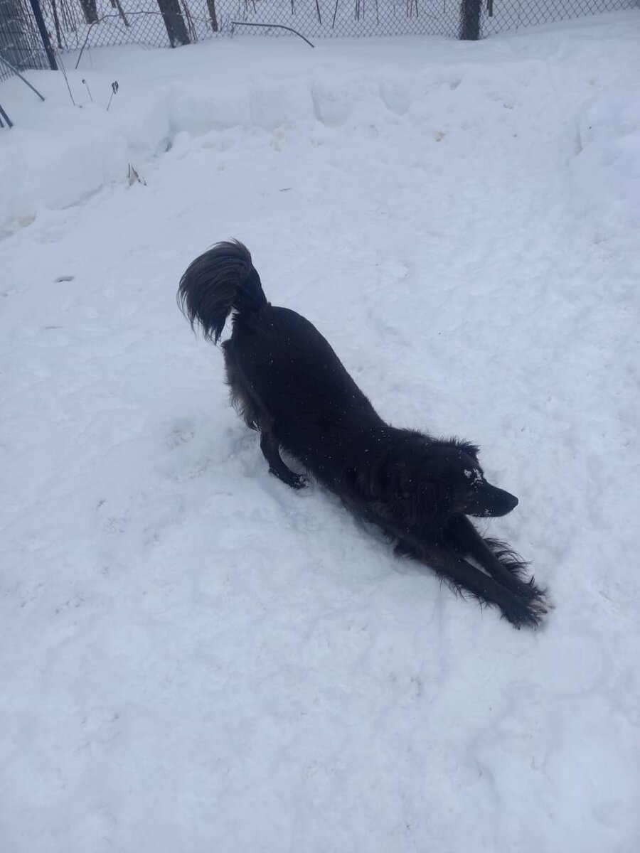 вижу гномика