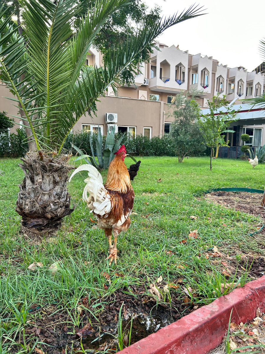 Территория нашего отеля в местечке Бельдиби.
