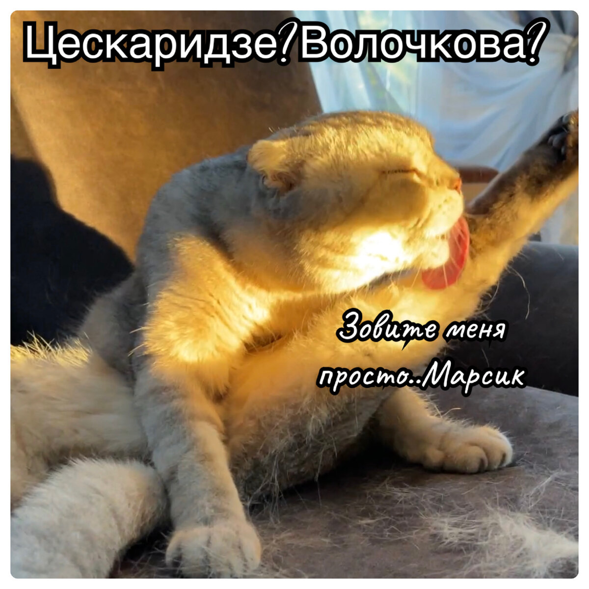 Кот марсик брутальный