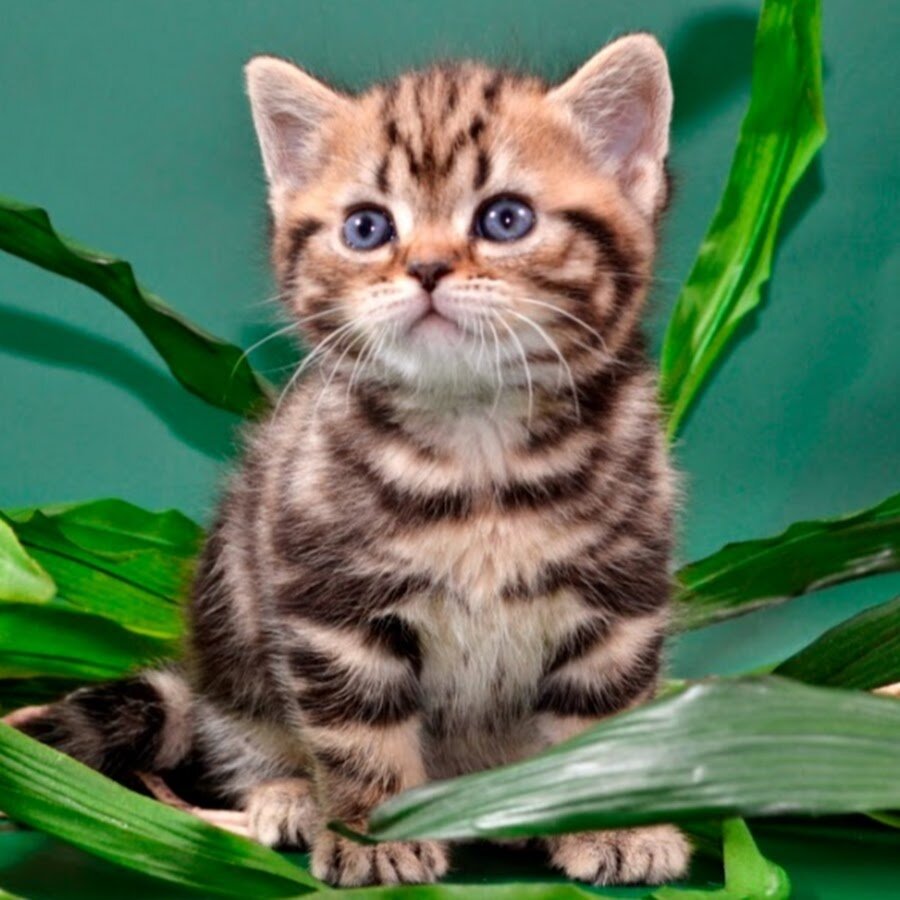 Купить американскую кошку. Британец Браун табби. Американская короткошерстная котенок. Американская короткошёрстная кошка котята. Американская короткошерстная кошка табби.