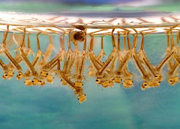 Личинки жуков скосарей. Личинка жука короеда. Нарозвника жук личинка. Туру личинки. Туру личинки.