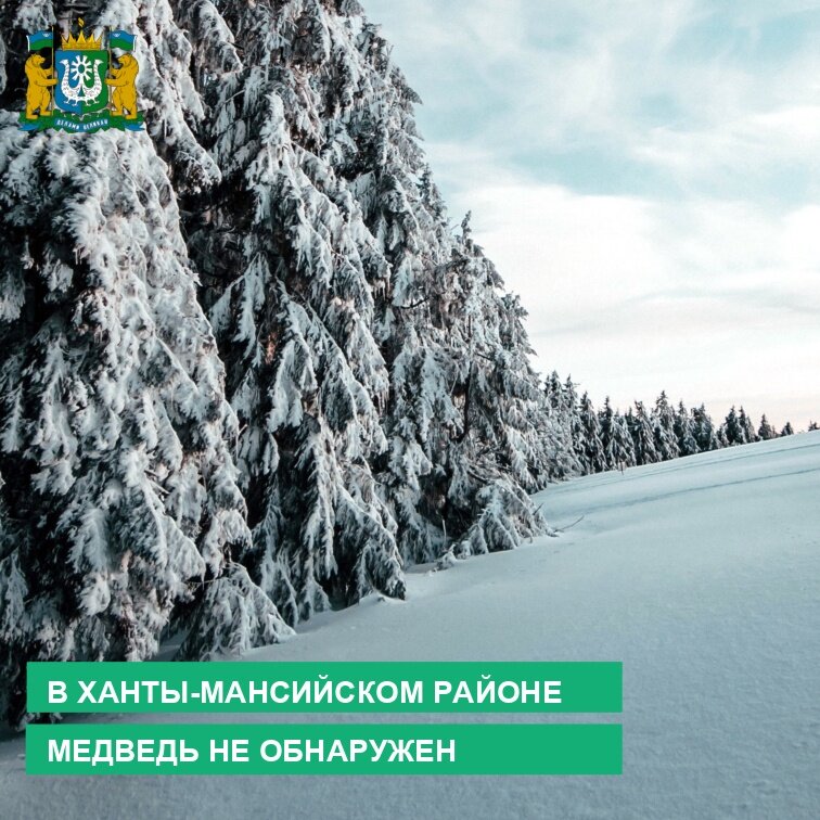    Егеря не обнаружили на автозимнике в Югре следов медведя-шатуна