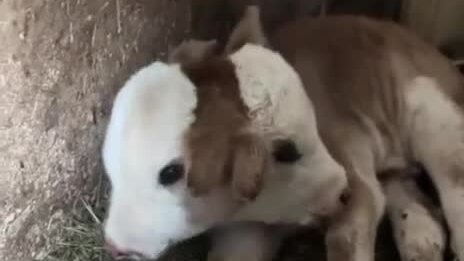 двухголовая корова чернобыль. животные под действием радиации. двухголовый теленок. двухголовая корова чернобыль. гмо животные.