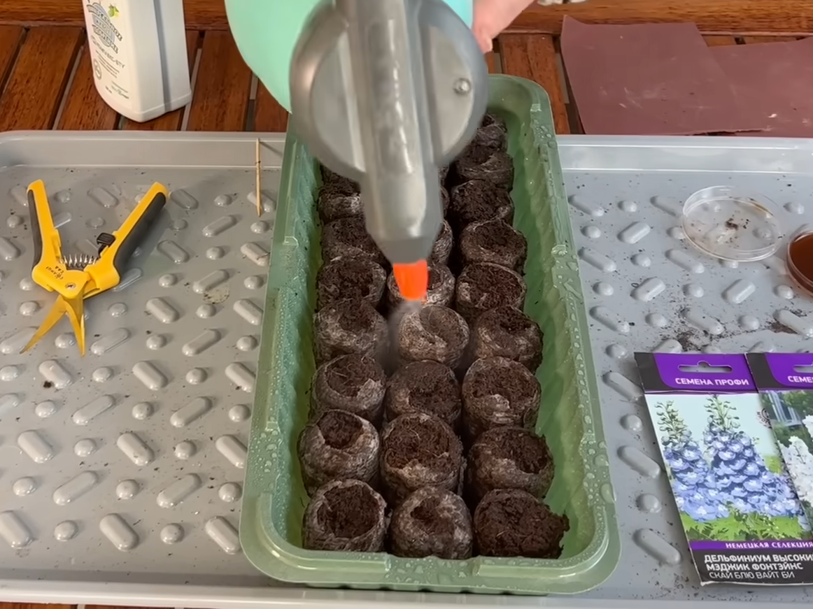 Сажаем рассаду дельфиниума. Дельфиниум мэджик фонтей. Дельфиниум. Дельфиниум эмеральд. Дельфиниум элатум экскалибур.