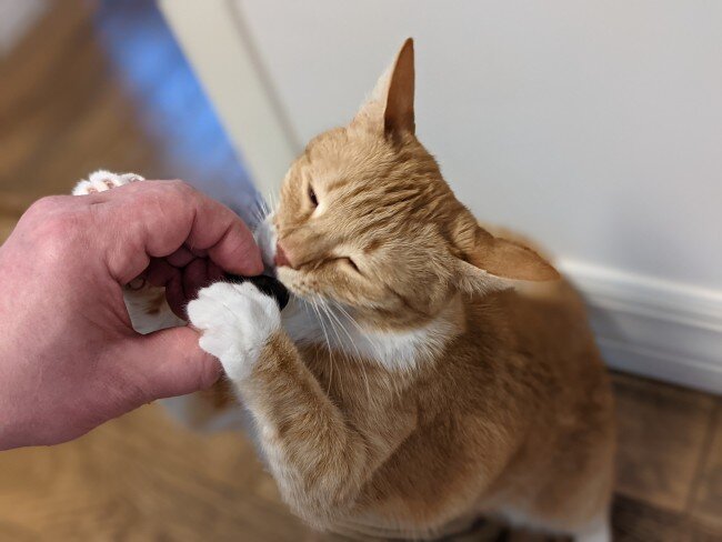 кошка напала на ребенка. агрессивная кошка. напала домашняя кошка. кот шипит. нападающий кот.