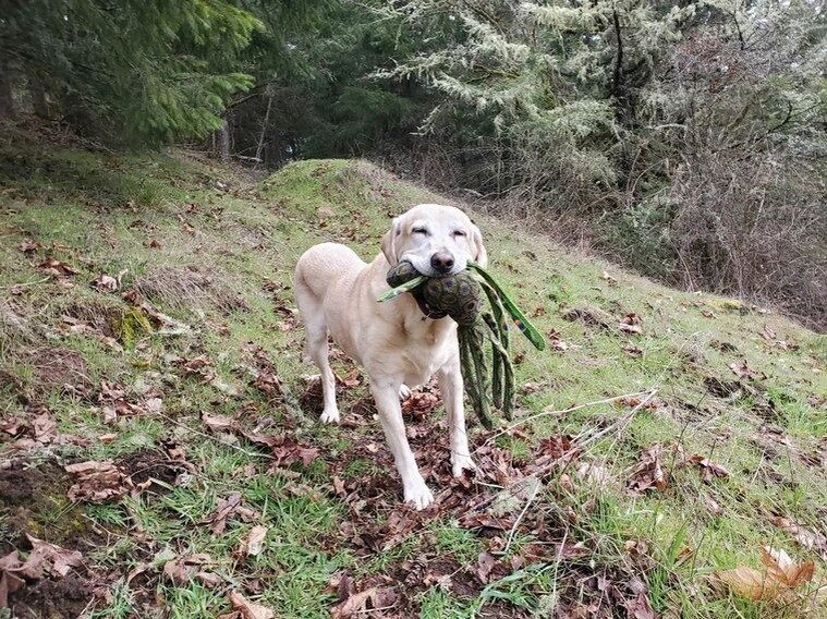 Собаки которые потерялись