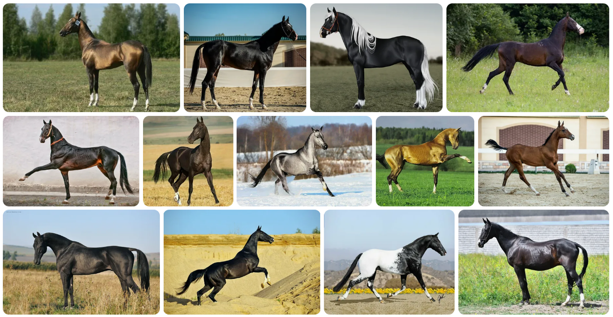 Ахалтекинская порода