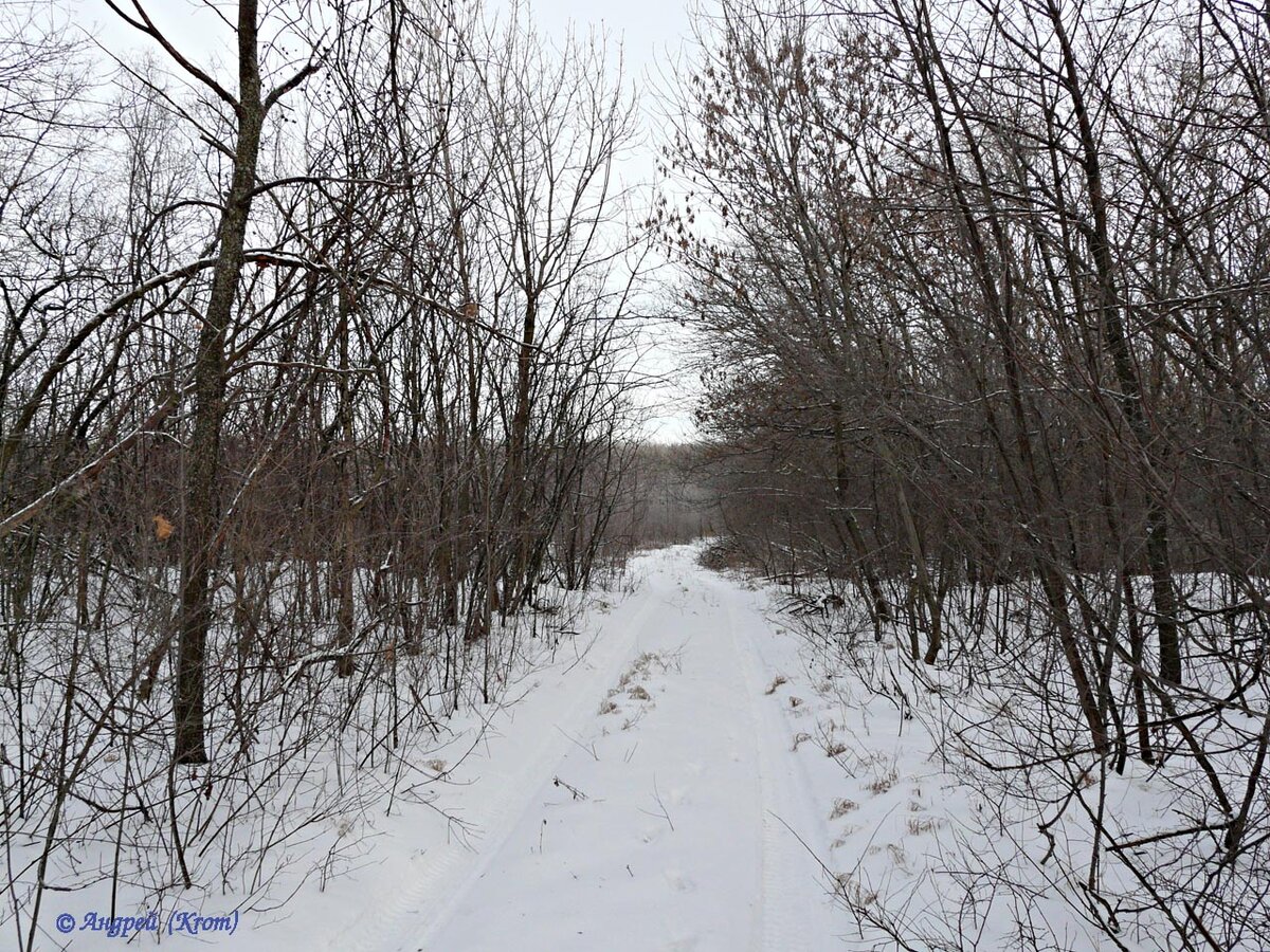 Одна из лесных просек, которых в лесу более сотни. И я прошел далеко не по всем…