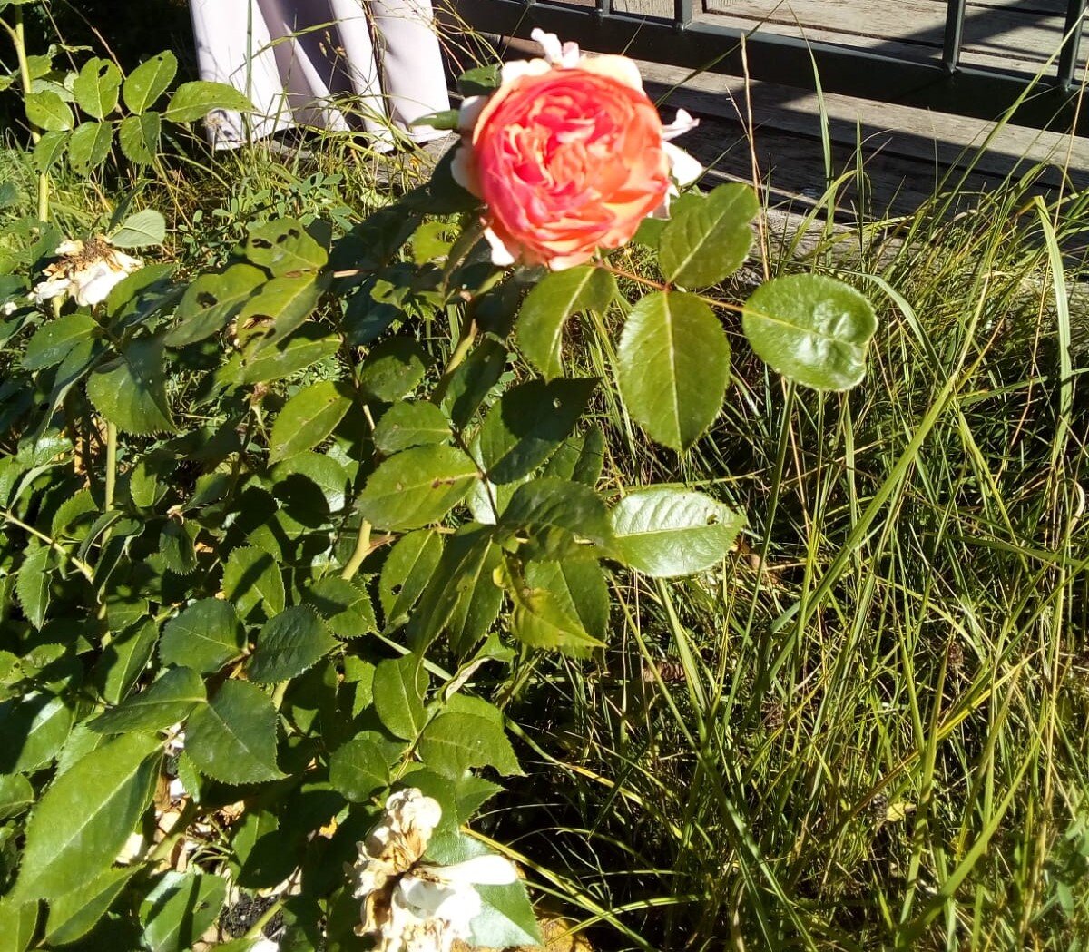 два одиноких человека. идентификация по голосу. молится в небо. душа светится. девушка у пруда.