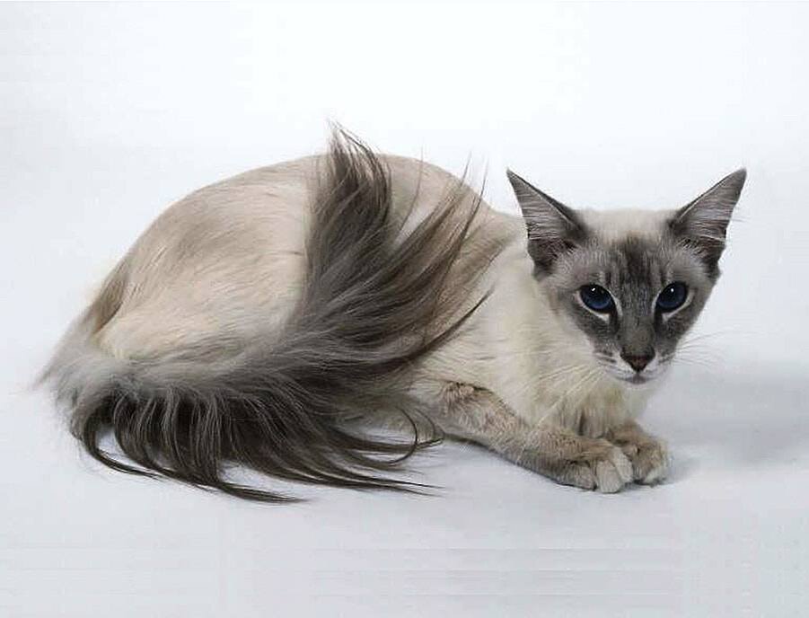 Хвост сиамской кошки. Балинезийская кошка.