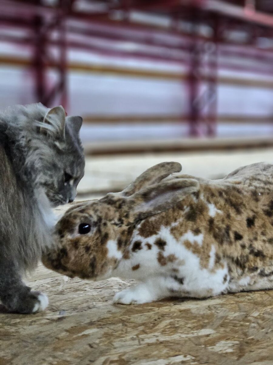 🐰А мы снова снимаем! На этот раз во Владимирской области, в хозяйстве «Ранчо белого кролика». Здесь, конечно, не только «ушастые» – есть и козы (и, конечно, коты 🐈).