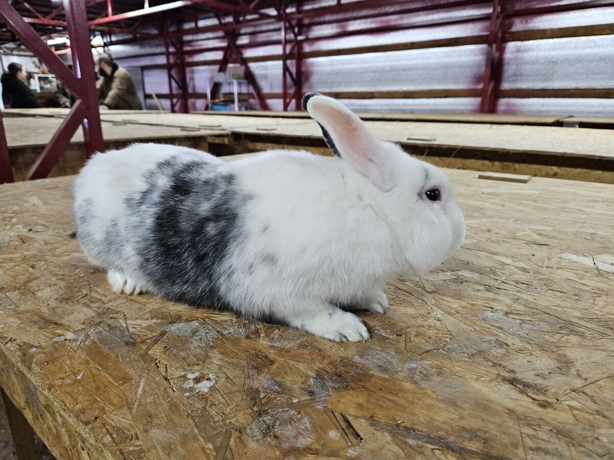 🐰А мы снова снимаем! На этот раз во Владимирской области, в хозяйстве «Ранчо белого кролика». Здесь, конечно, не только «ушастые» – есть и козы (и, конечно, коты 🐈).-1-2