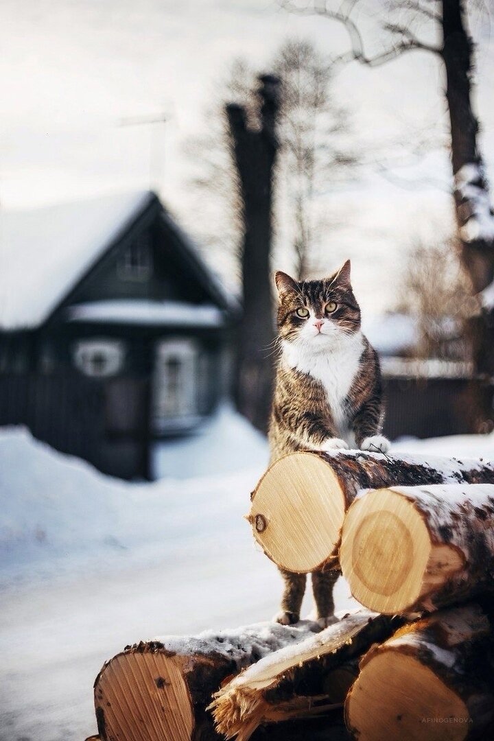 иллюстрация из яндекс картинки.