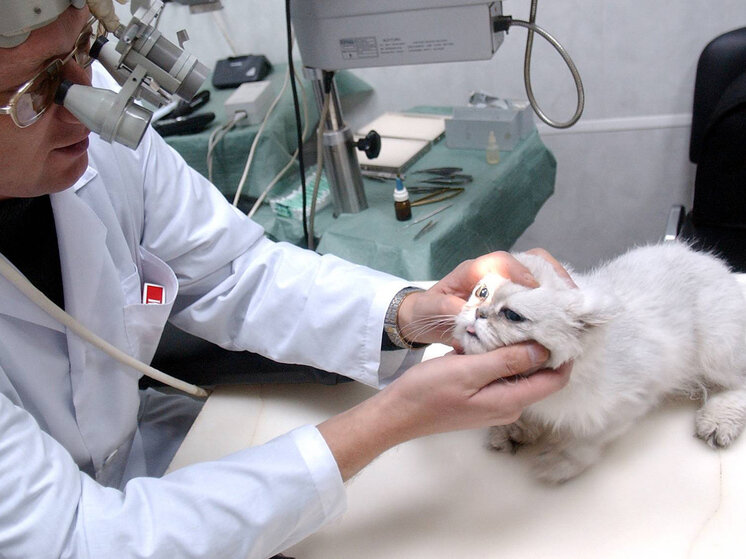 расценки ветеринарной клиники