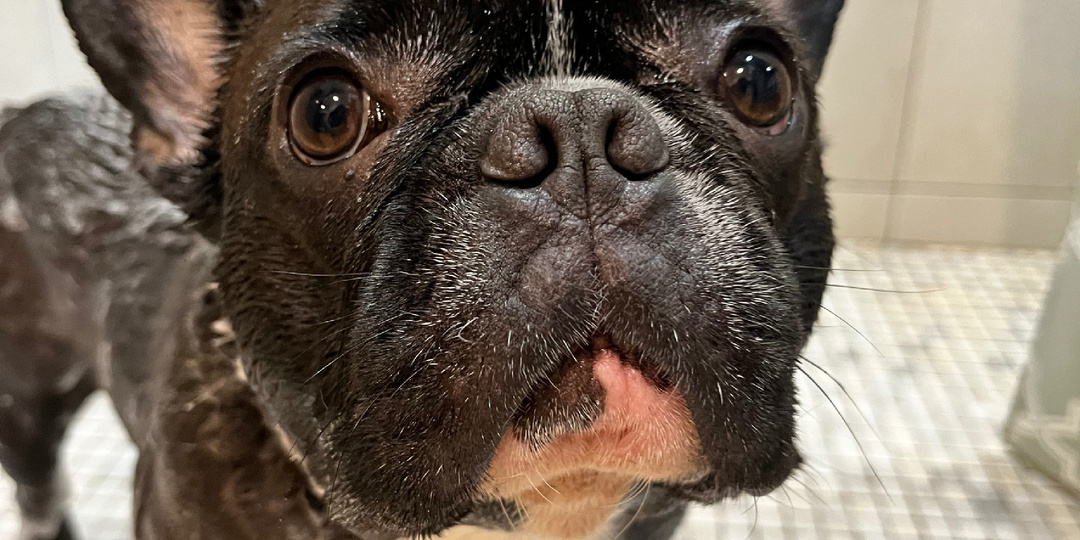 У Бароши банный день🛀🐶