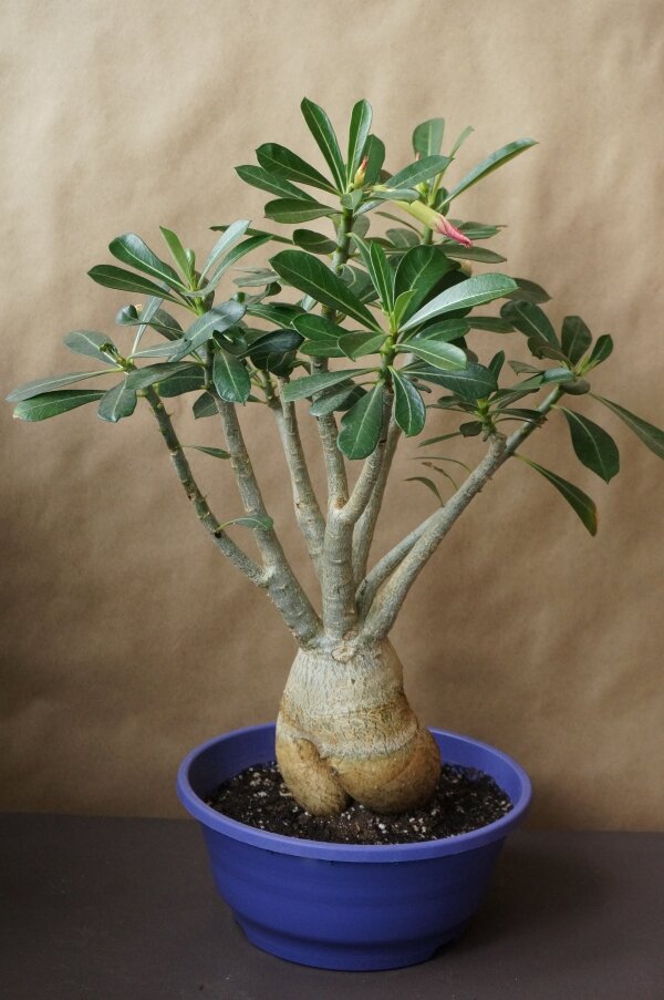 Если нет горшка - подойдет и тазик:)