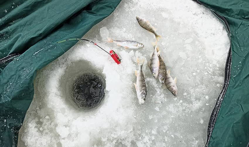 Забастовка рыбы в сильный мороз 