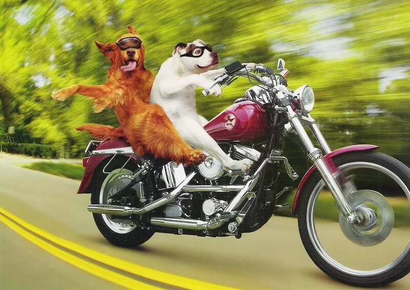 Мотоциклы. Животные на мотоцикле. Собака на мотоцикле. Смешные мотоциклы.