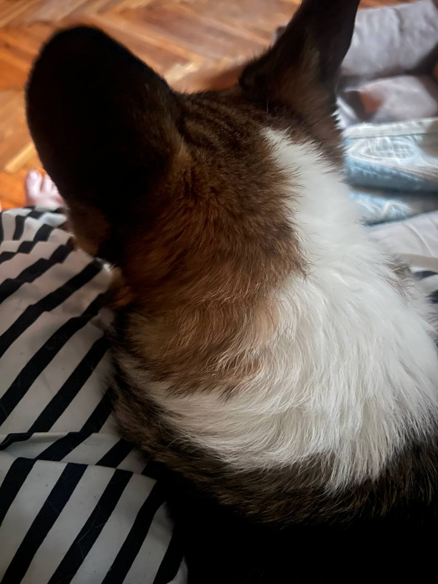 Ушки на макушке!)