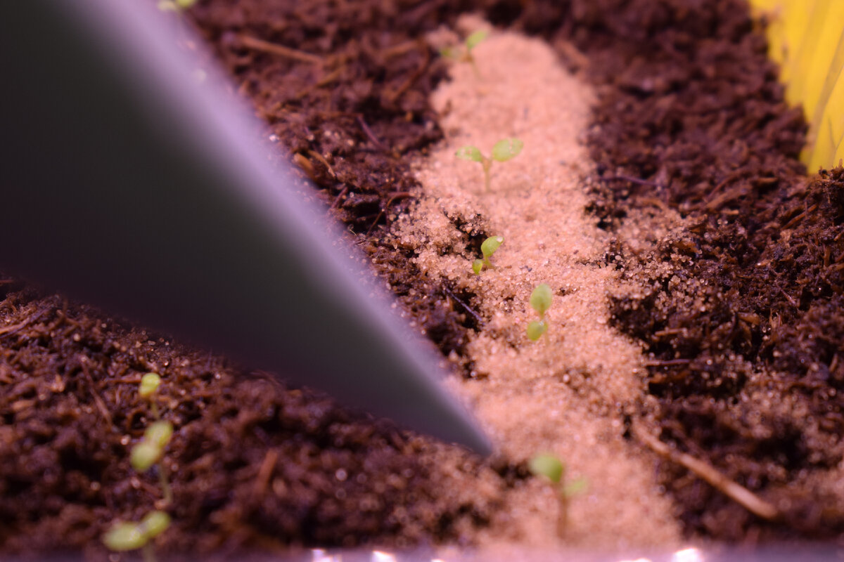 Садовник в огороде. Дача и работа на ней. Дача и работа на ней. Копать огород. Бабушка на даче.