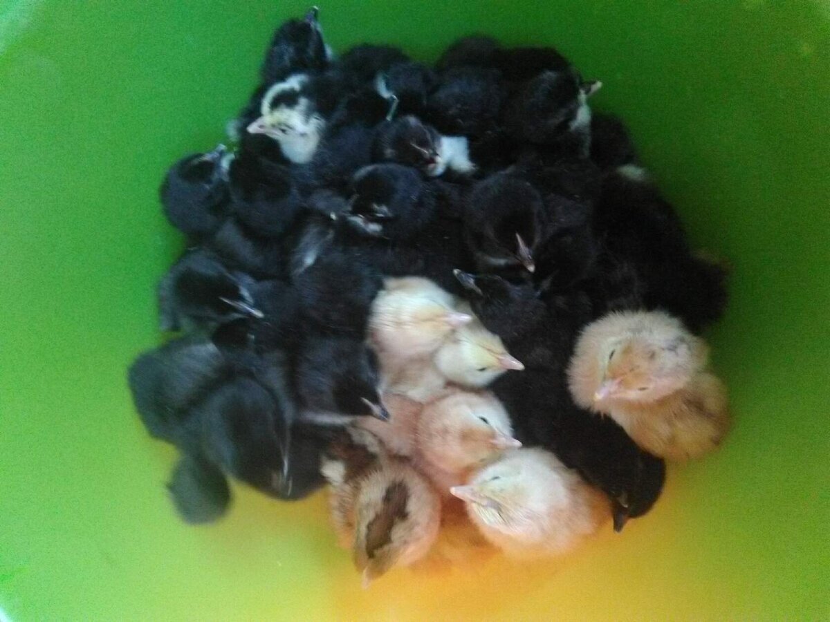 какие куры несут самые крупные. джерсийский гигант порода. огромная курица. петух хайсекс браун. ломан браун.