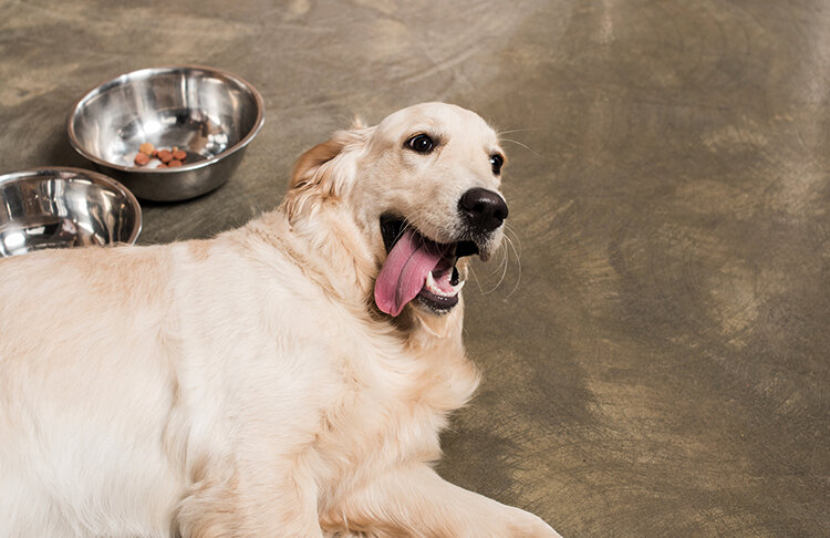 Собака улыбака