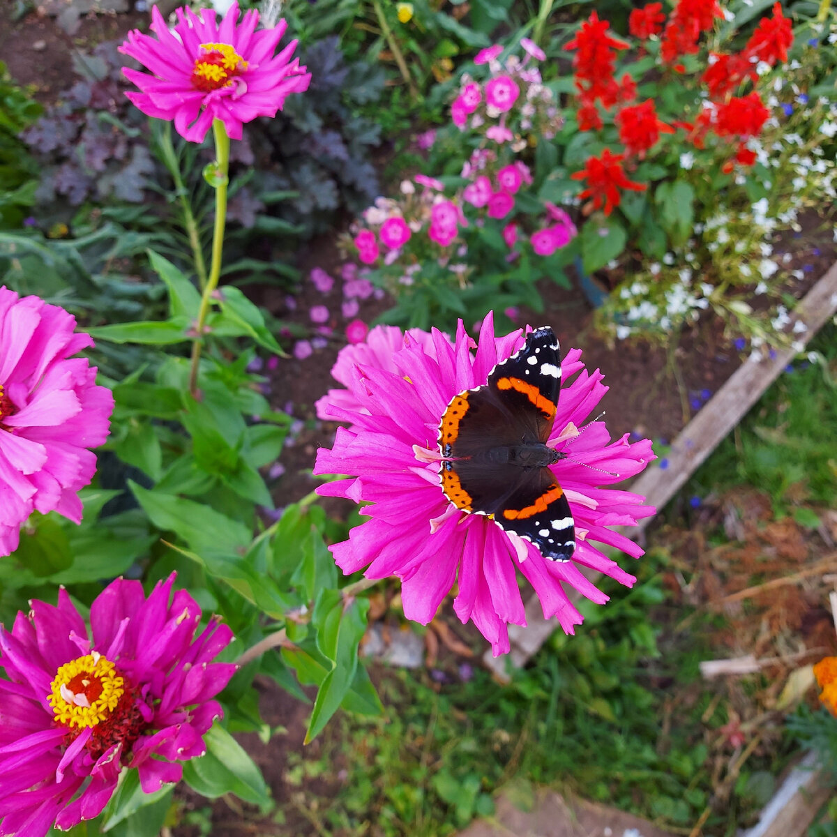 Дачу  украшаю цветами.