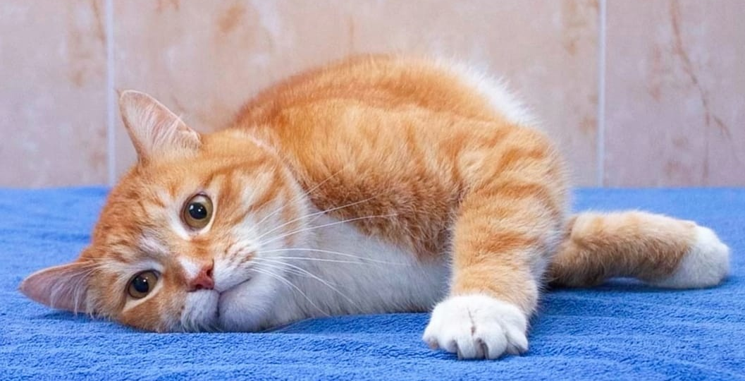 ❗ДОМА❗Ещё одно живое, но никому не нужное наследство.