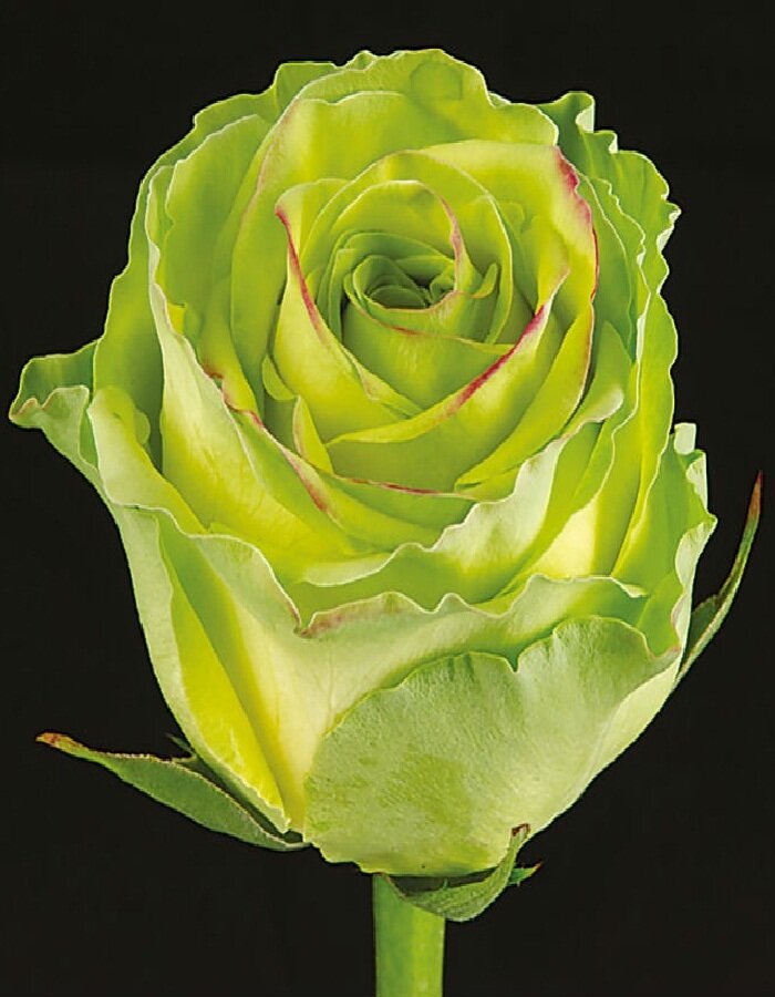 астропрогноз на 2023. скорпион. год зодиака скорпион. скорпион 2023. скорпион знак зодиака 2022.