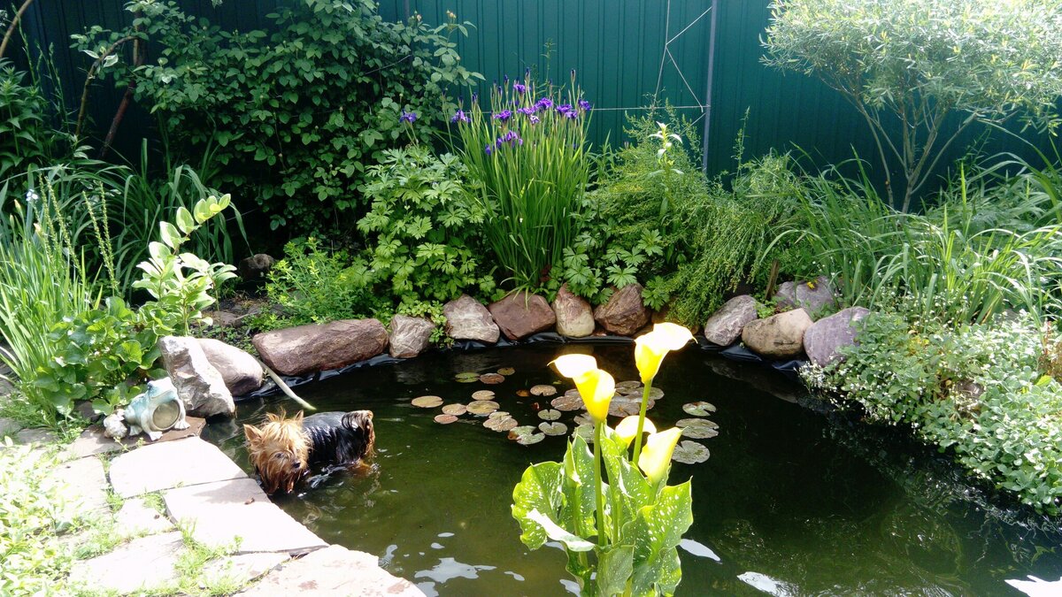 Цветочек и собачка