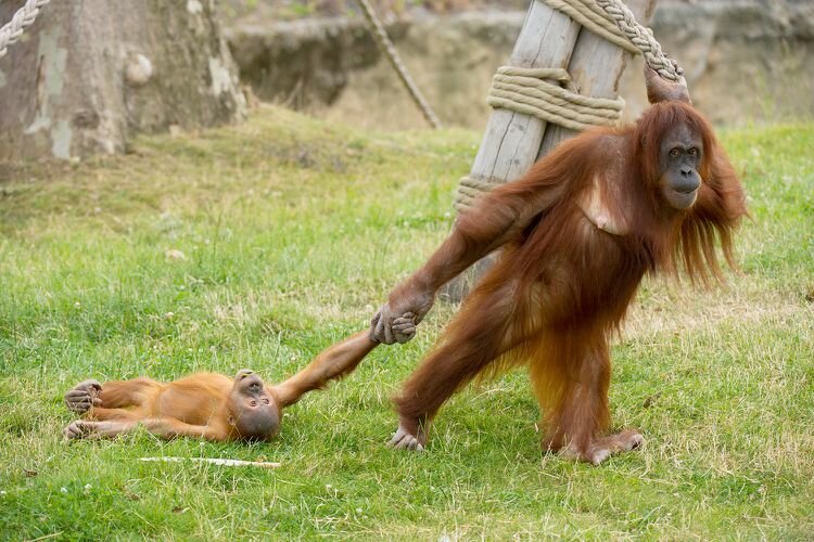 PHOTO: KOEN HARTKAMP/PAIRI DAIZA/CATERS NEWS