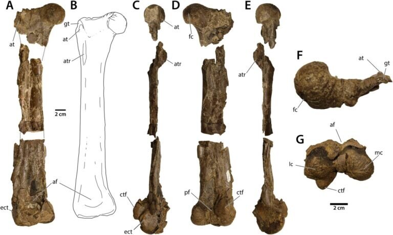    Левое бедро Eoneophron infernalis / © PLOS One