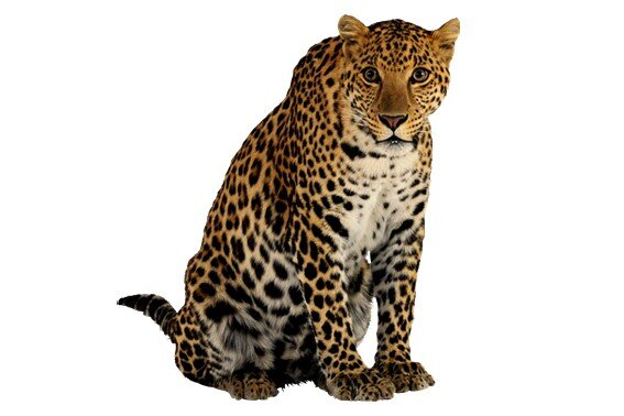 Сны о леопардах могут содержать различные символы и значения, которые представляют повседневную жизнь. Леопард - животное, полное силы и мужества.