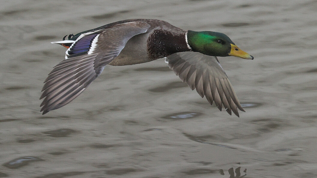 перо использование. птицы используемые человеком. гагачий пух. роль птиц в жизни человека. значение птиц в жизни человека.