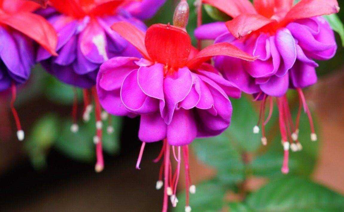 Российский Сервис Онлайн-Дневников Fuchsia flower, Fuchsia plant, Fuchsia