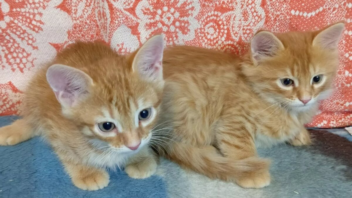     Зооволонтеры Ижевска благодарят читателей Udm-info за помощь в погашении долгов «Котофонда».