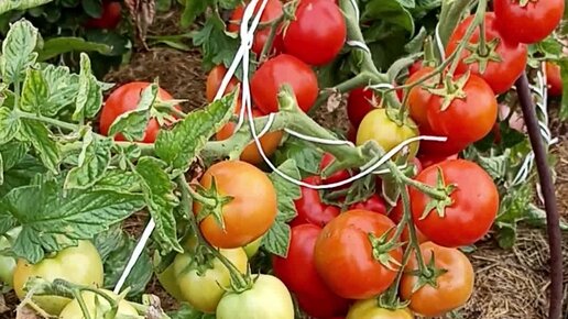 семена помидор для теплицы самоопыляемые. какие семена томатов самые. семена томатов сибирской селекции самые урожайные для теплиц. семена томатов для сибири лучшие сорта для теплицы. урожайные томаты f1.