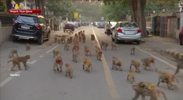 Животные которые не боятся людей. Собака защищает ребенка. Животные которые не боятся людей. Животные которые не боятся людей. Животные.