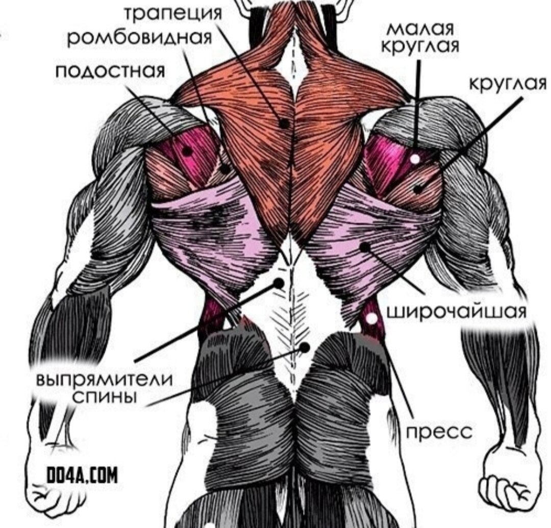 Трапециевидная широчайшая. Мышцы спины. Широчайшие и круглые мышцы спины. Трапециевидная и широчайшая мышца спины. Широкая мышца спины.