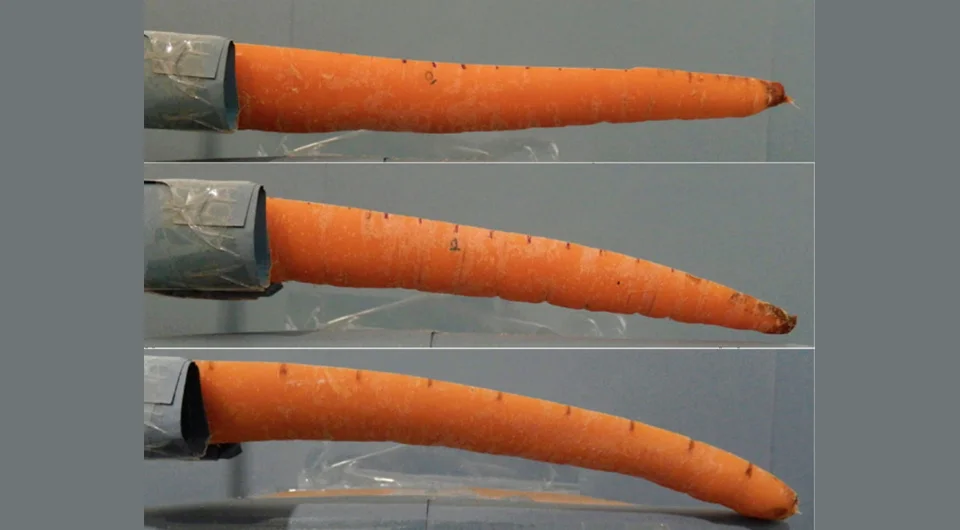 Альберт эйнштейн фото. Альберт эйнштейн с языком. Язык свернутый в трубочку. Красивые губки девушек. Альберт эйнштейн фото.