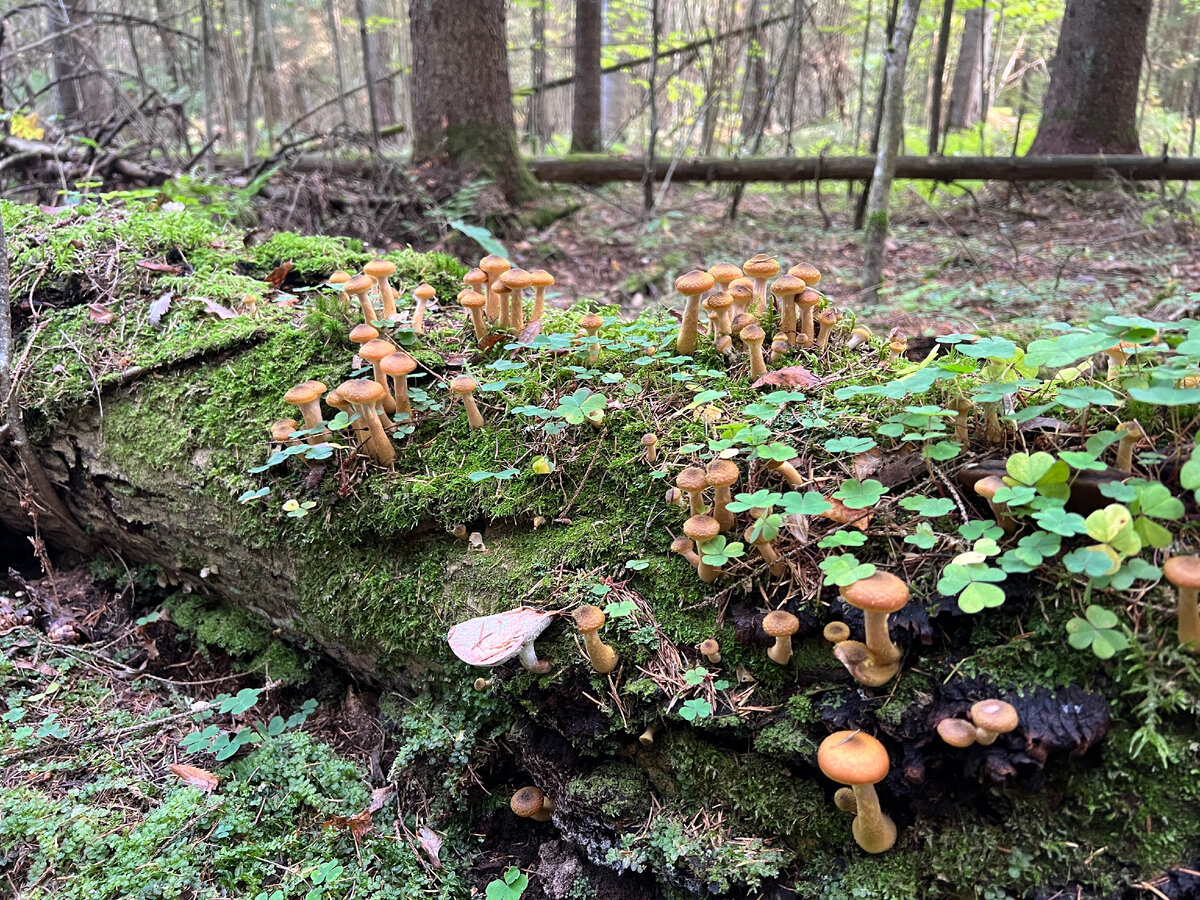 грибы 20 года